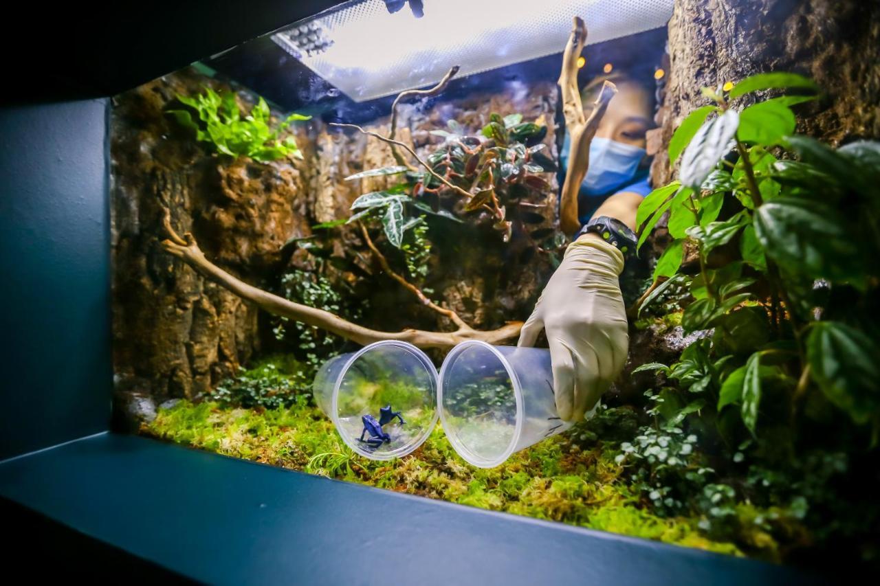 Resorts World Sentosa - Festive Hotel Σιγκαπούρη Εξωτερικό φωτογραφία A bioactive terrarium with a blue-dumpy frog